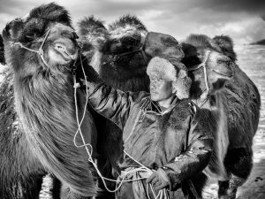 201 Fotograf  Leif Alveen  -  Camels and man 024  